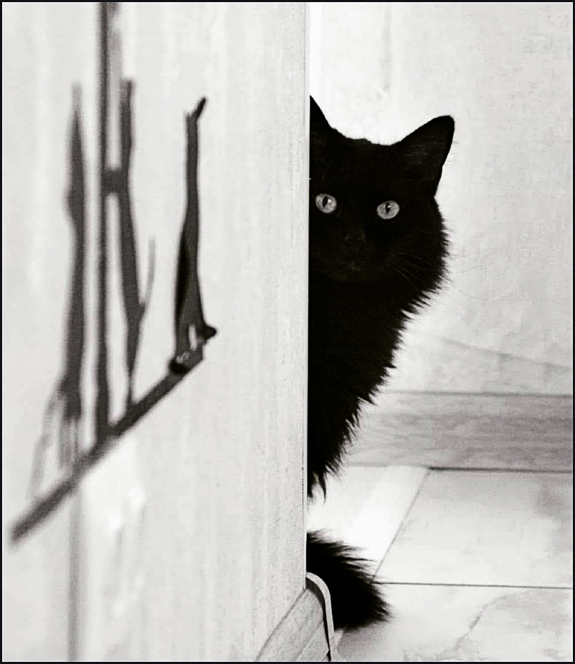 с днем кошек:-) 