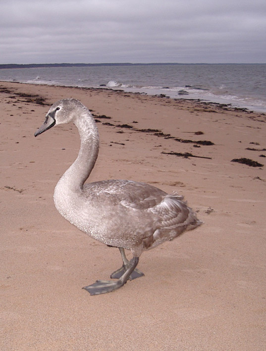 Лебедь и море 