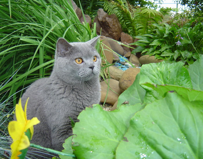 Кукла :) дача