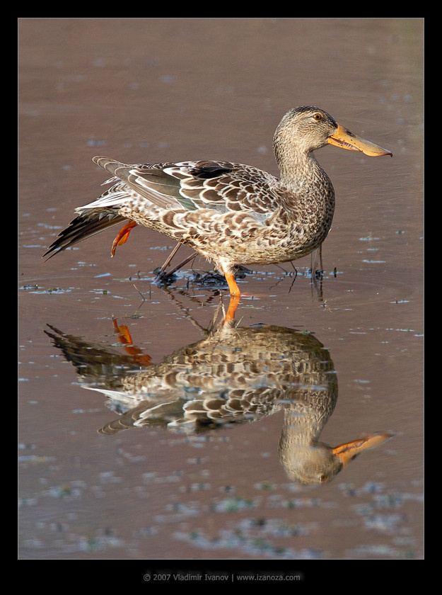 Дама треф утка широконоска Northern Shoveler