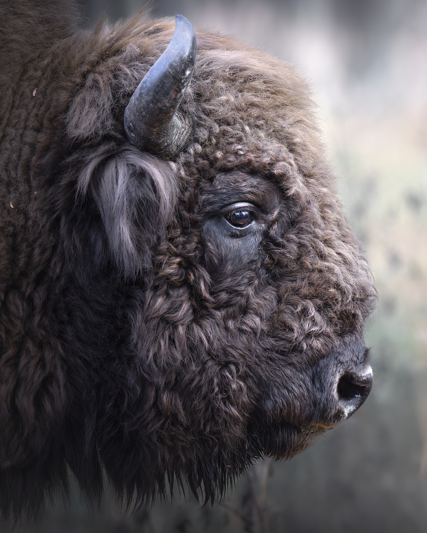 Зубр (Bison bonasus) 