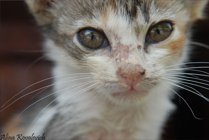*** кошка, глаза