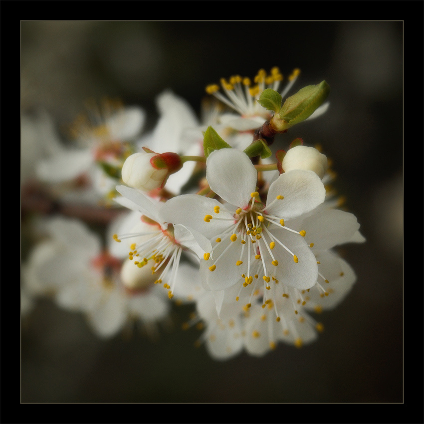  Spring s Way 