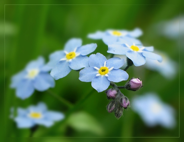 forget-me-not 
