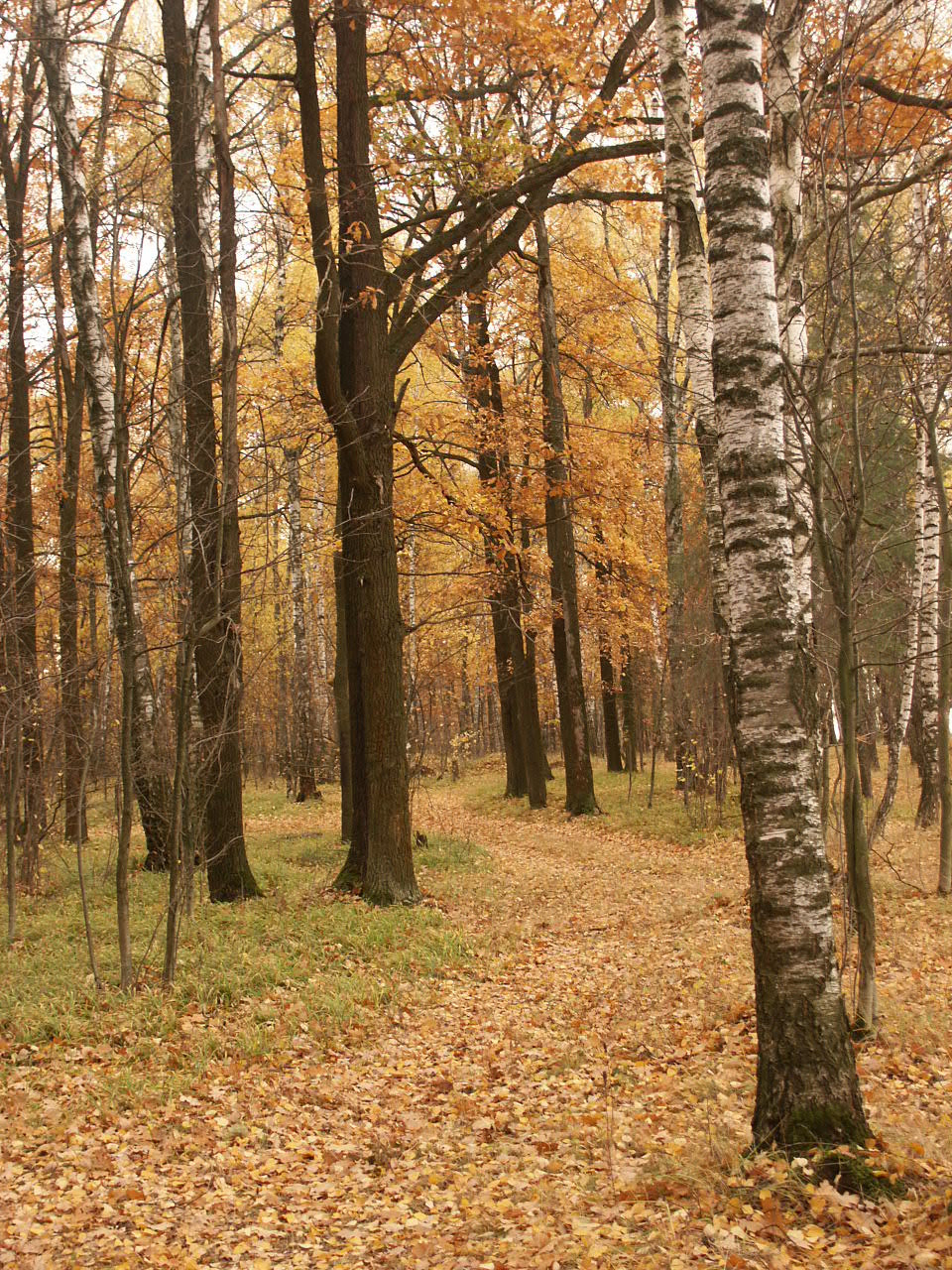 дорога осени осень, дорога, листва