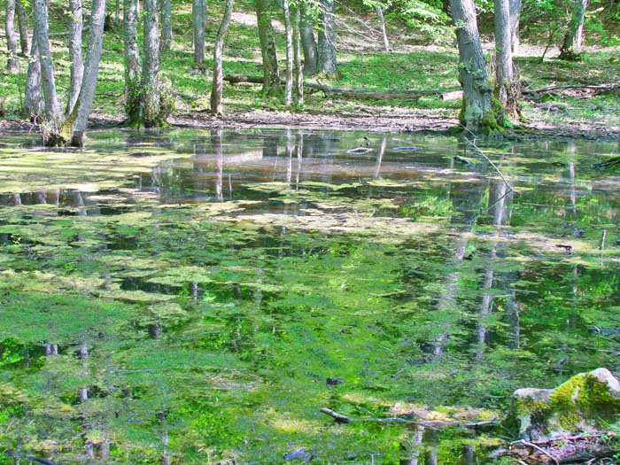 Аллюзия Передвижников крым, вода, болота, зелень, пейзаж, лес