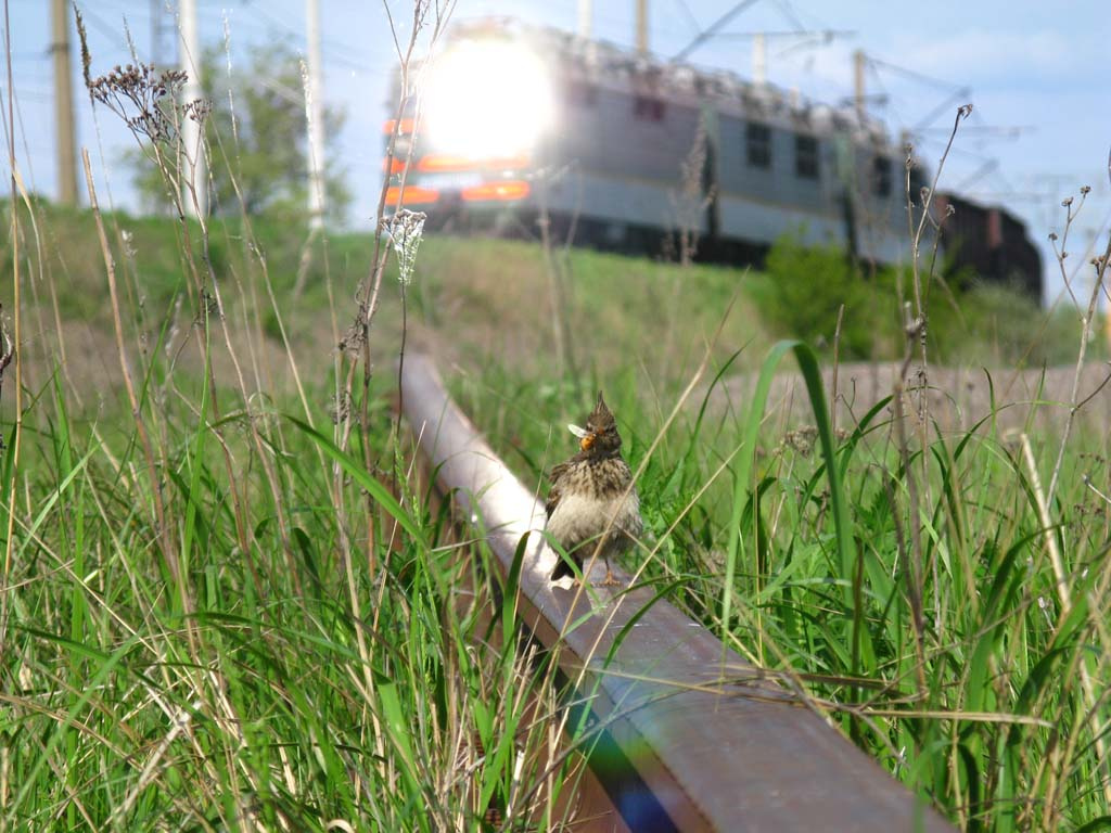 кулик кулик