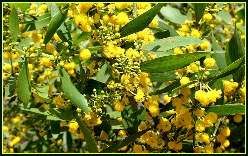 ЖЕЛТОЕ желтое, acacia complanata