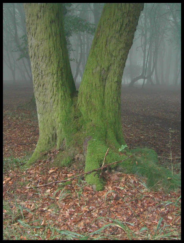 La mousse франция france морван morvan бибракт bibracte кельтский celte туман brouillard мох mousse