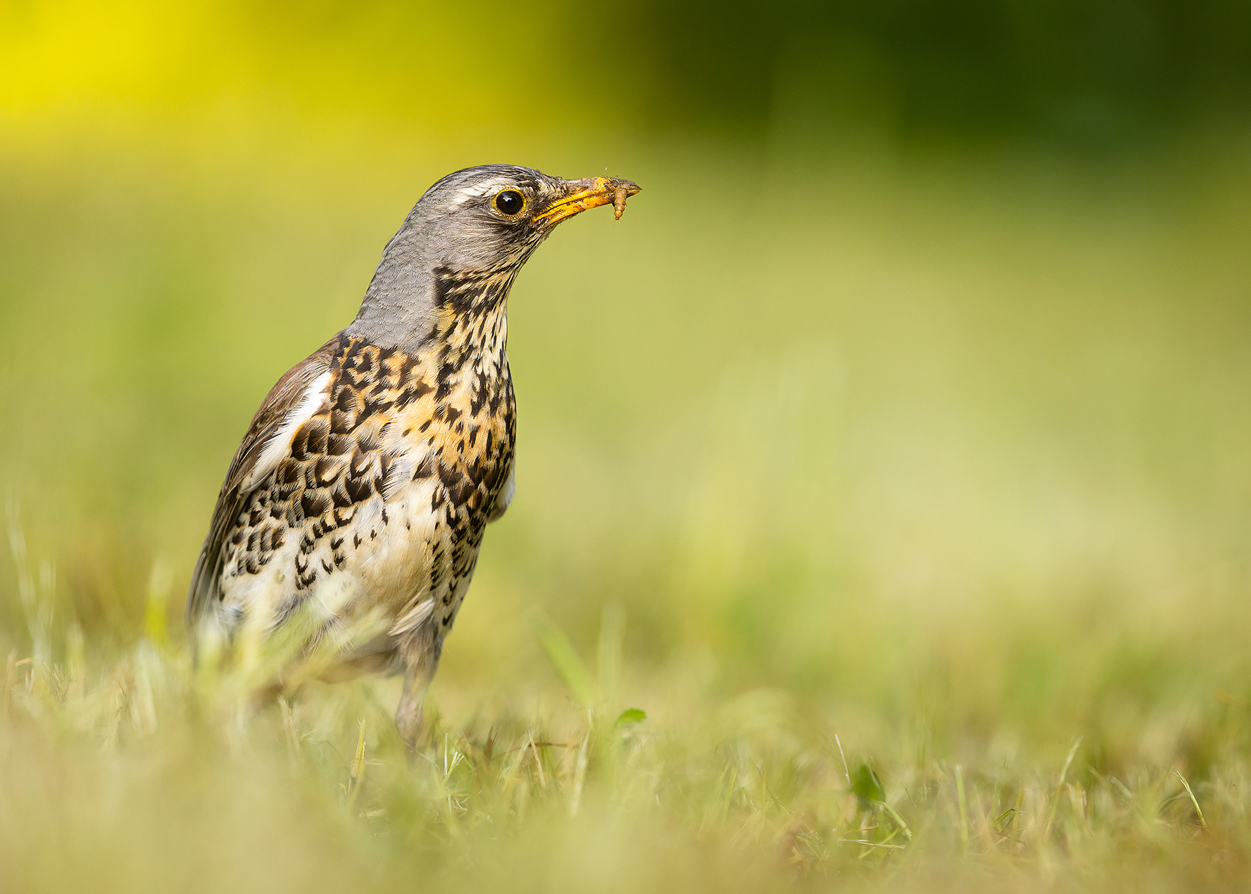 Fieldfare 