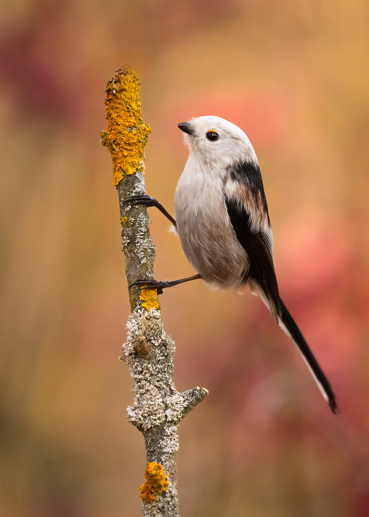 Long-tailed Ti 