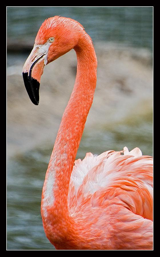 ? flamingo
