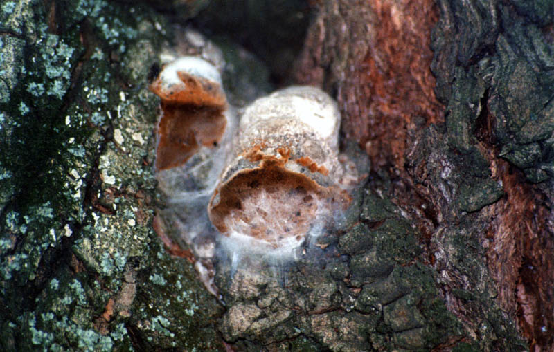 древесный гриб дерево грибок