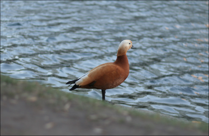 Mandarina Duck-) Mandarina, Duck, Чистые пруды