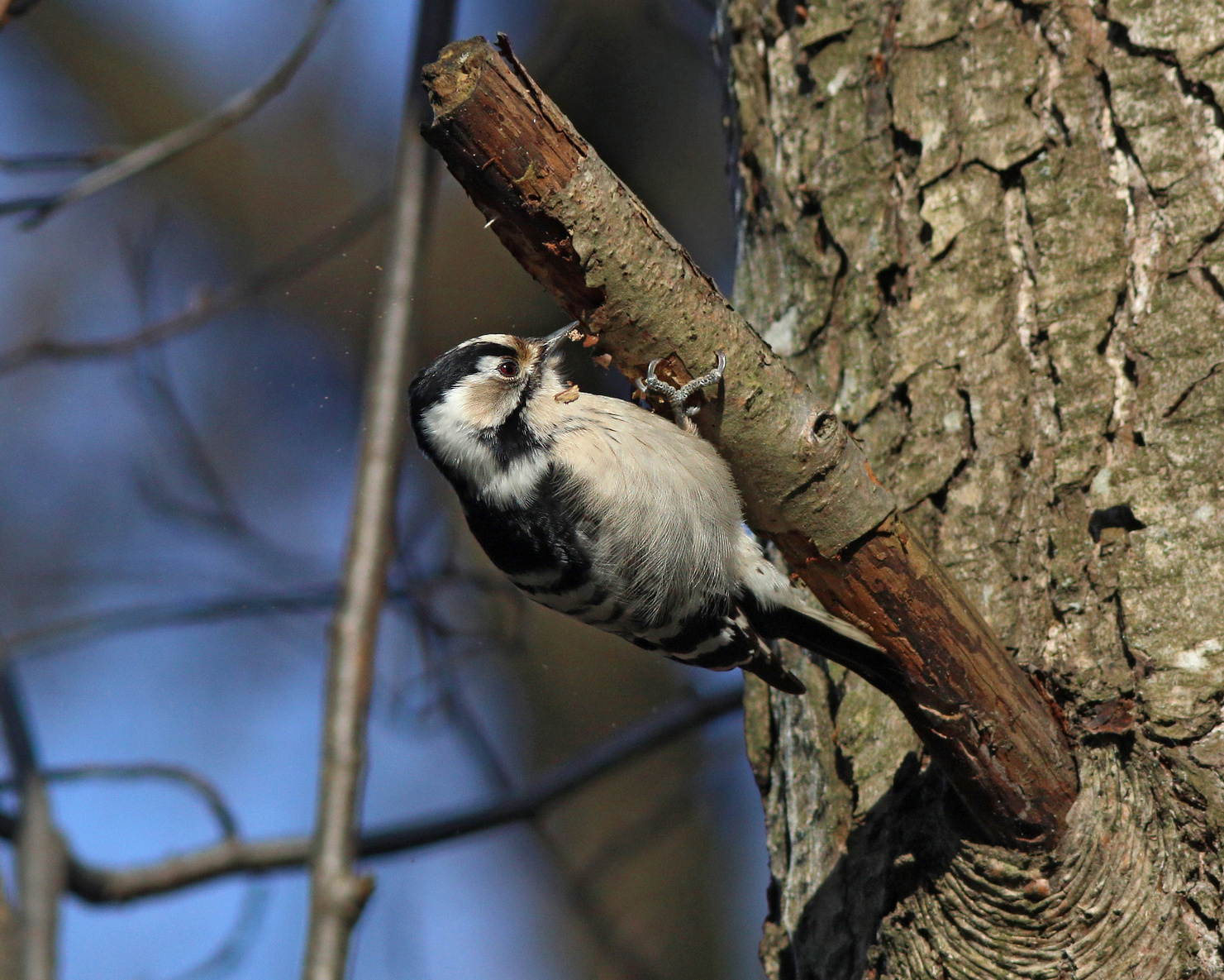 Только щепки летят Малый пёстрый дятел Dendrocopos minor Lesser spotted woodpecker