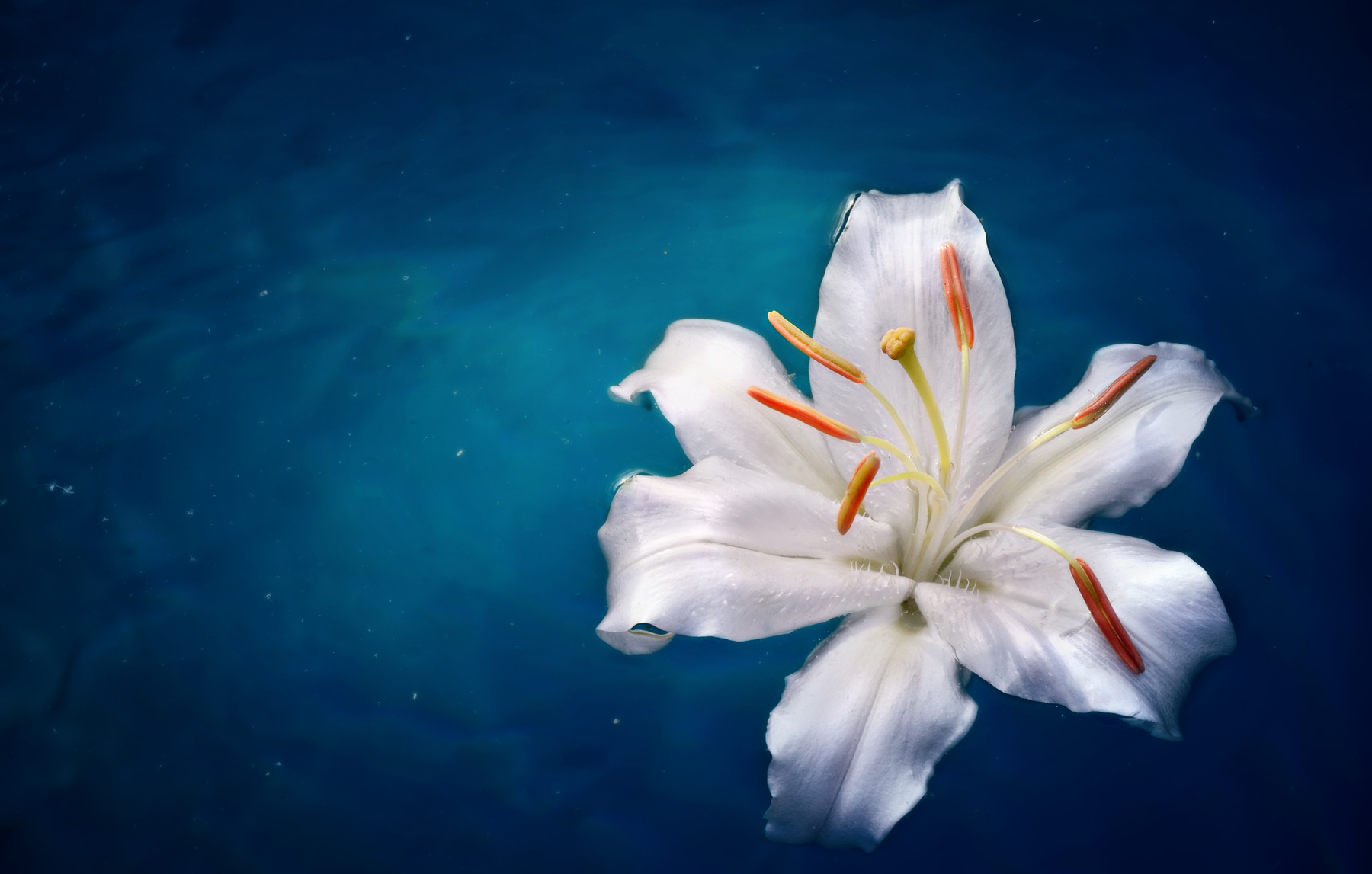 Madonna Lily 