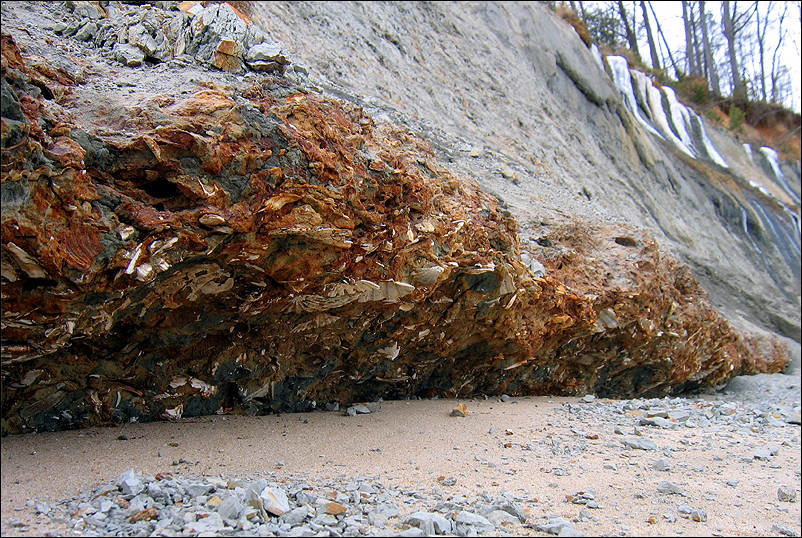 Миллионы лет назад 2 Calvert Cliffs
