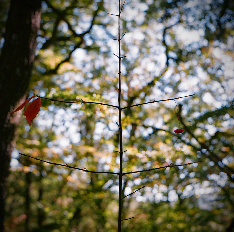 Twig ветка, листья, осень, крым, красный