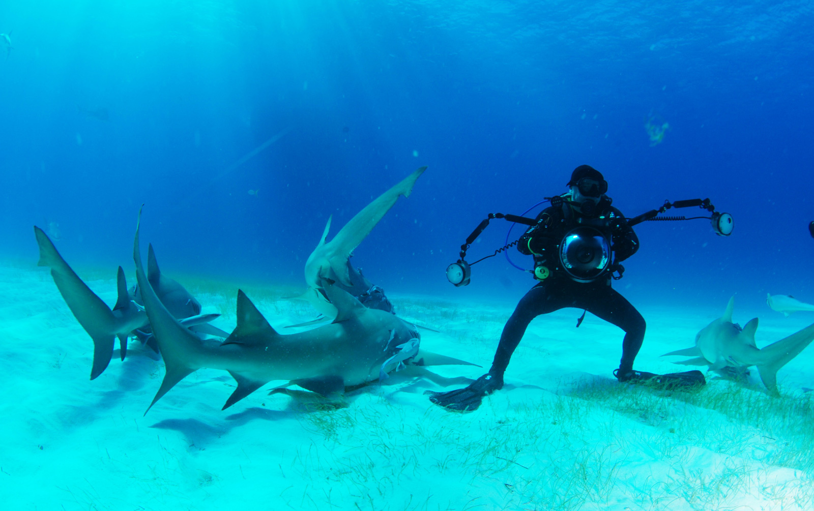 А я милого узнаю по походке! Bahamas sharks