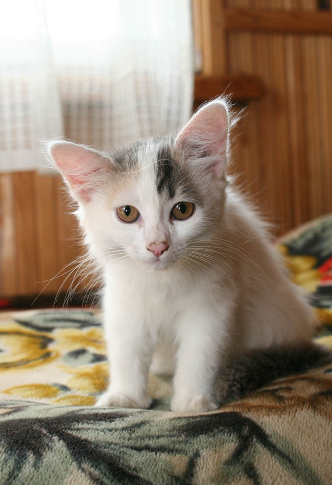 маська;) котенок, лапоска, розовые ушки...