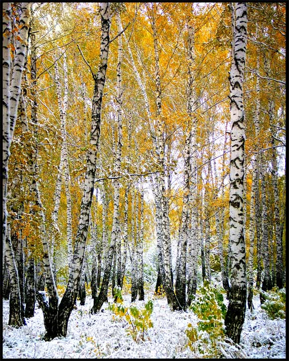 Первый снег осень,снег,роща