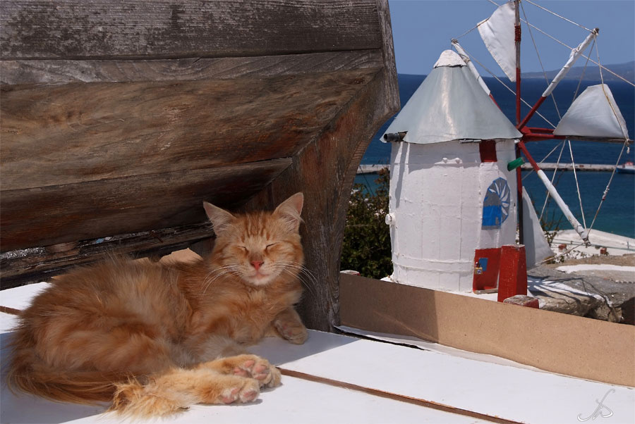 Кошачья дрёма кошка