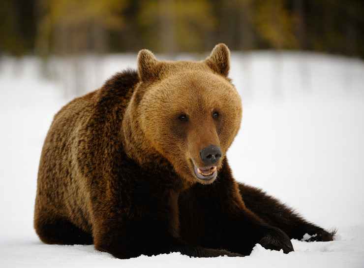 от улыбки станет всем светлей.. brown bear