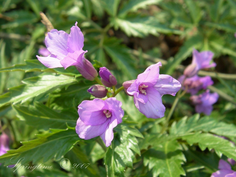 Spring Flower springtime nature plant flowers