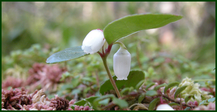 Wintergreen 