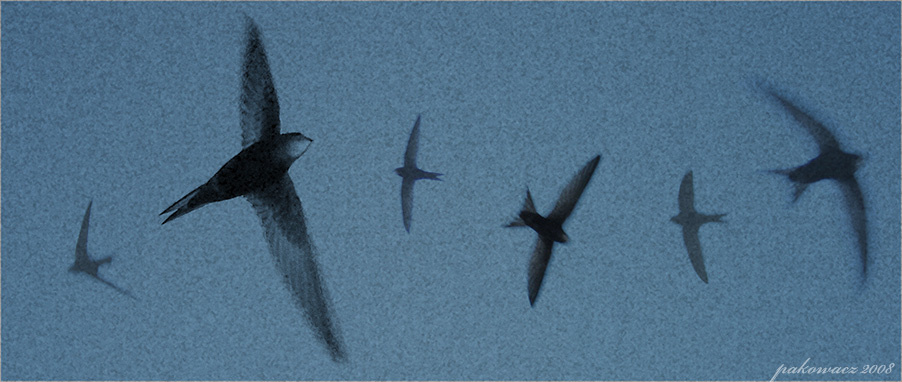 crazy swifts стрижи полет свобода крылья скорость swift speed fly flying freedom