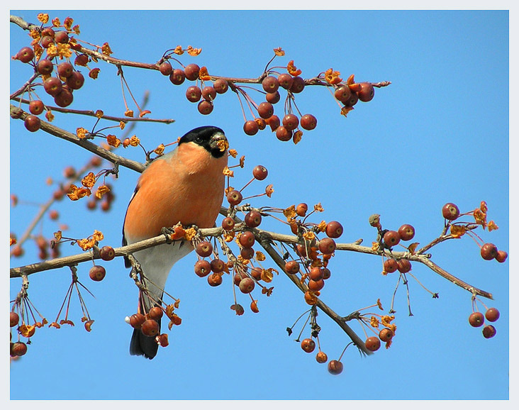 Снегирёк Снегирь bullfinch ранетки