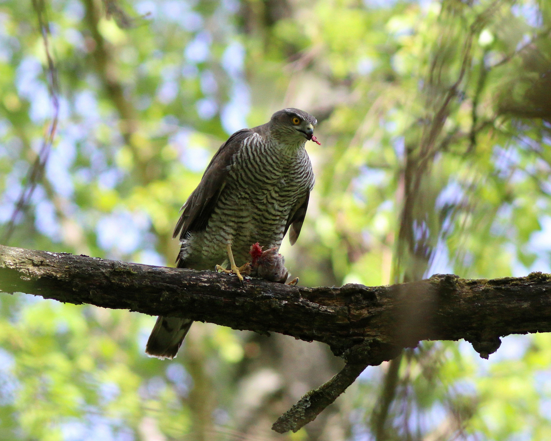 Хищница Ястреб-перепелятник Ястреб Accipiter nisus Eurasian sparrowhawk Hawk