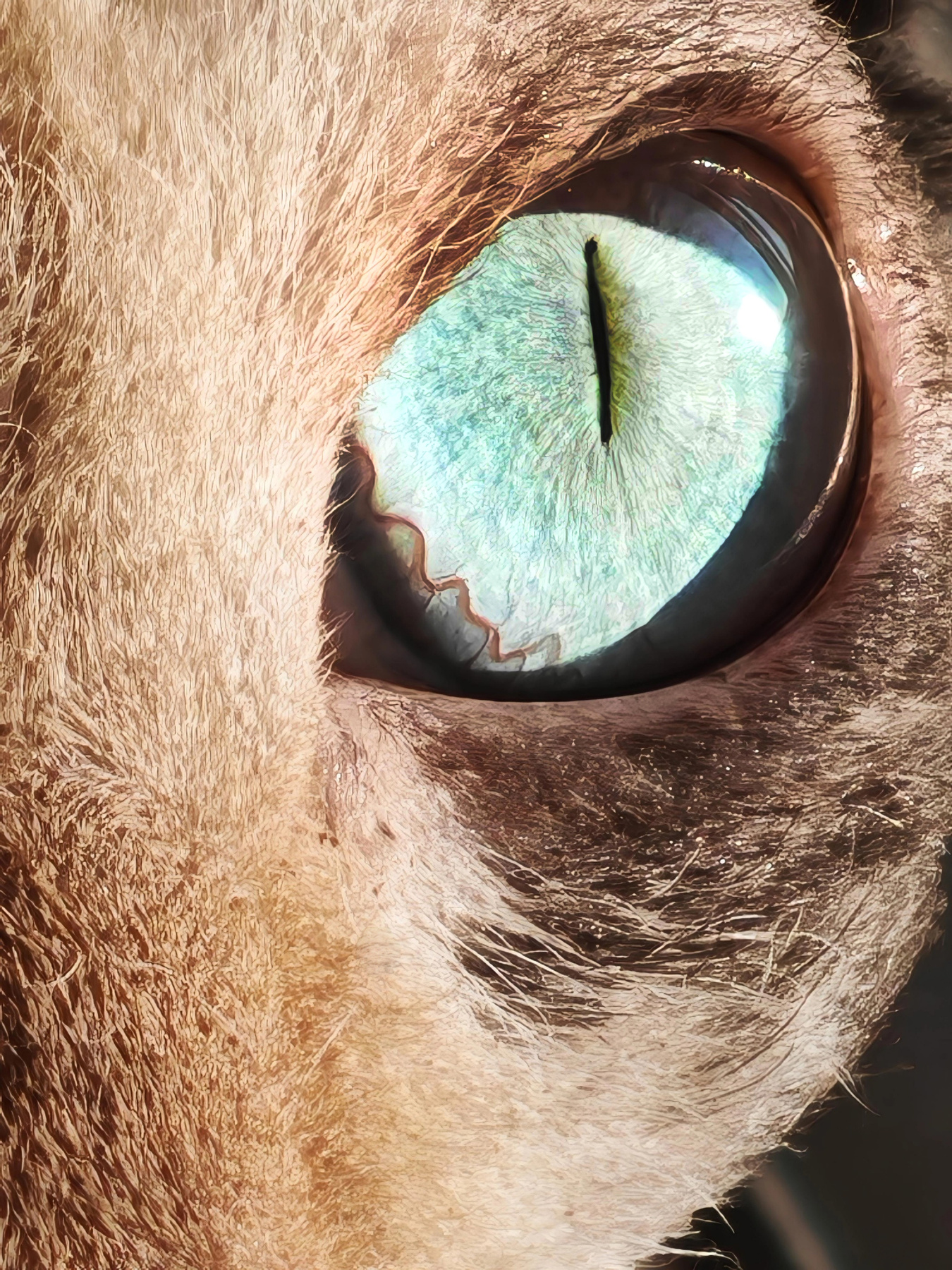 Dragon Eye 