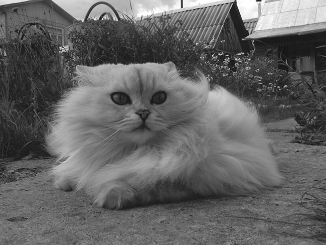 Кот 