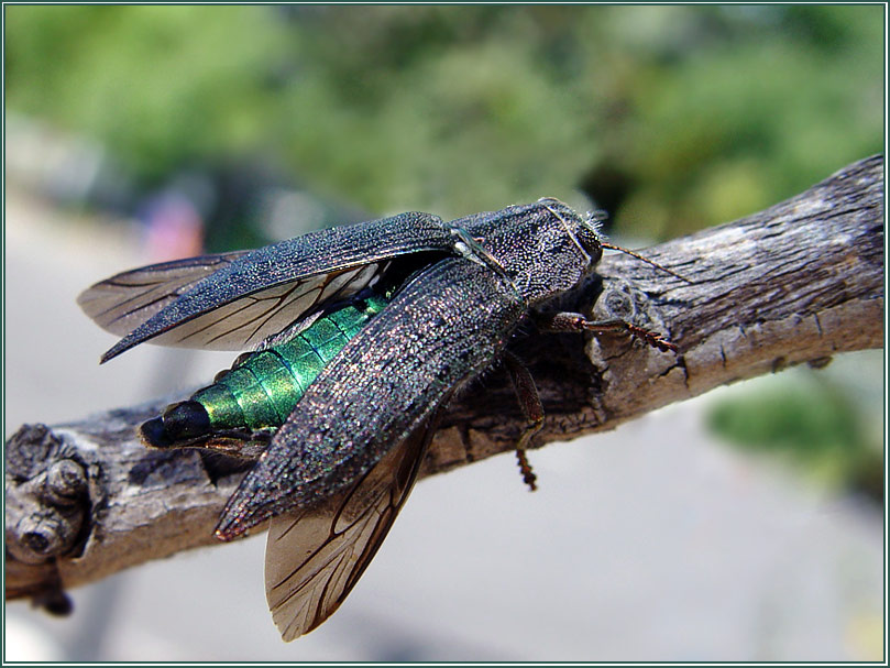 Драгоценность Златка Buprestidae