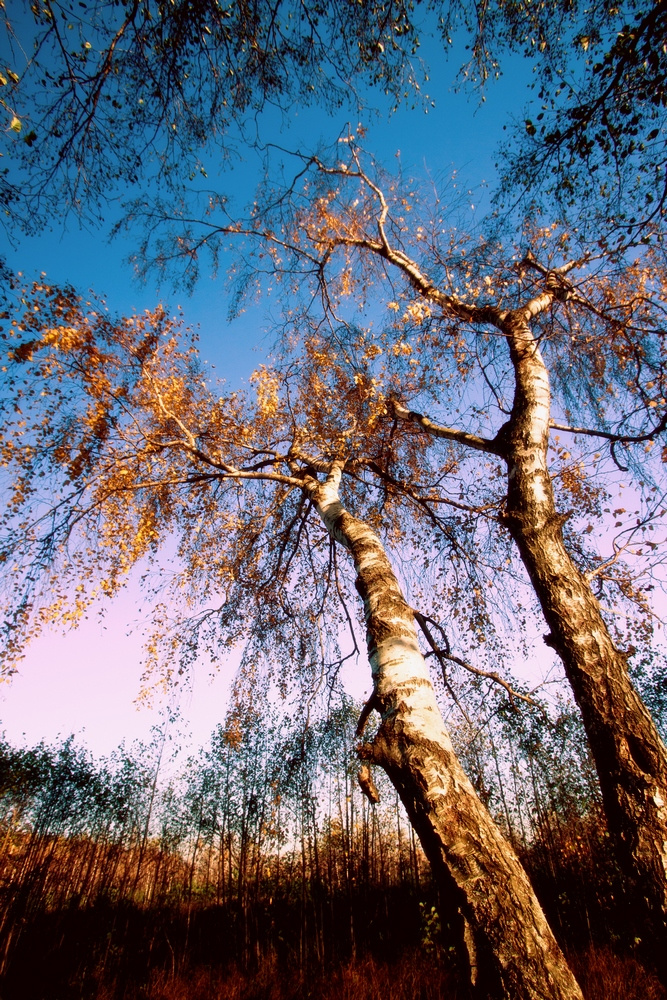 Королева... 