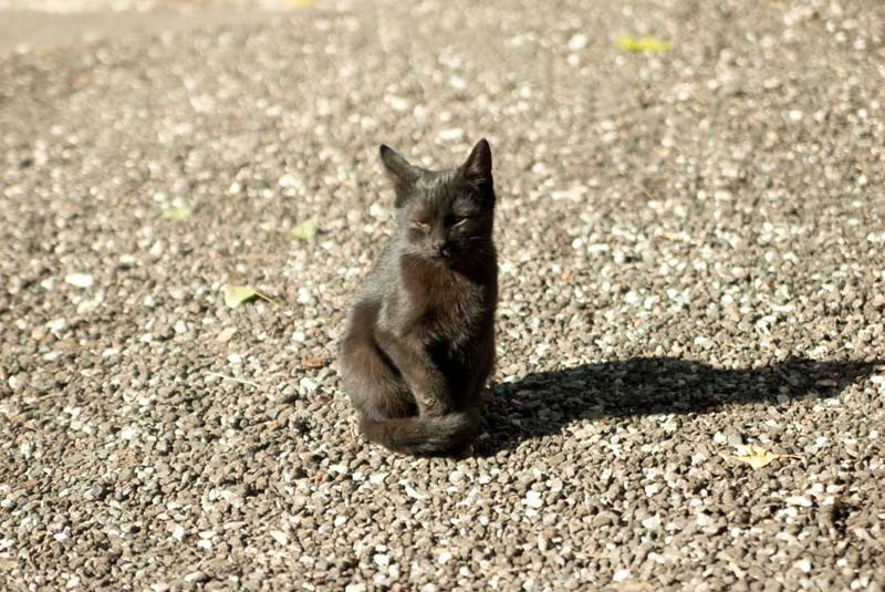 ...только черному коту и невезет... кот кошка котенок невезение приметы