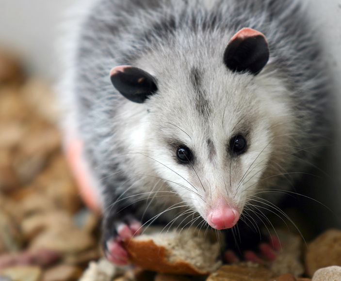 Североамериканский опоссум опоссум поссум opossum possum