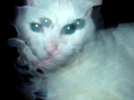 Кладбище домашних любимцев кот дух