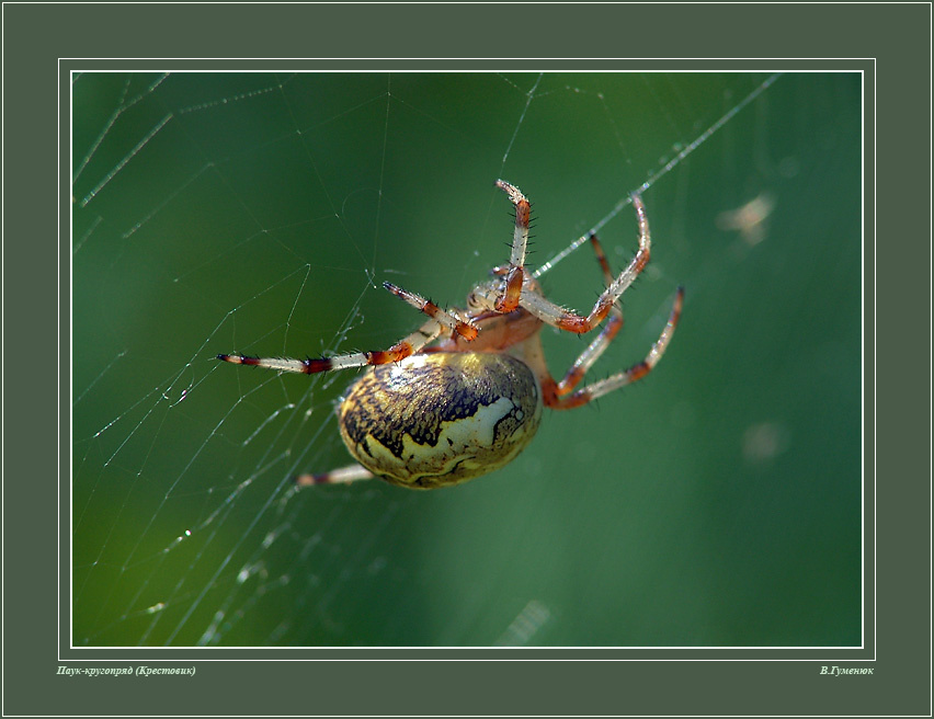 Крестовик ( 4 ) Паук Крестовик Araneidae