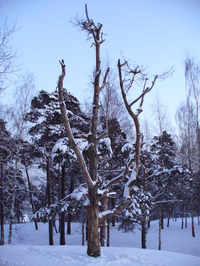 dead tree лес зима дерево