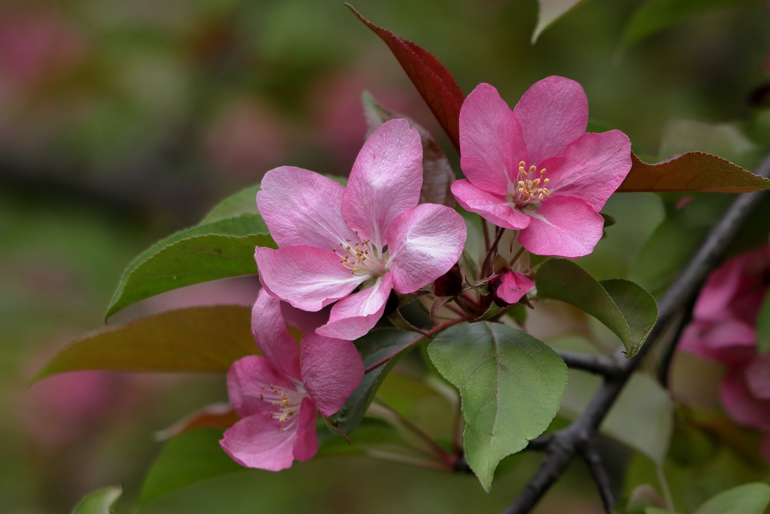 Malus spectabilis весна цветущая яблоня