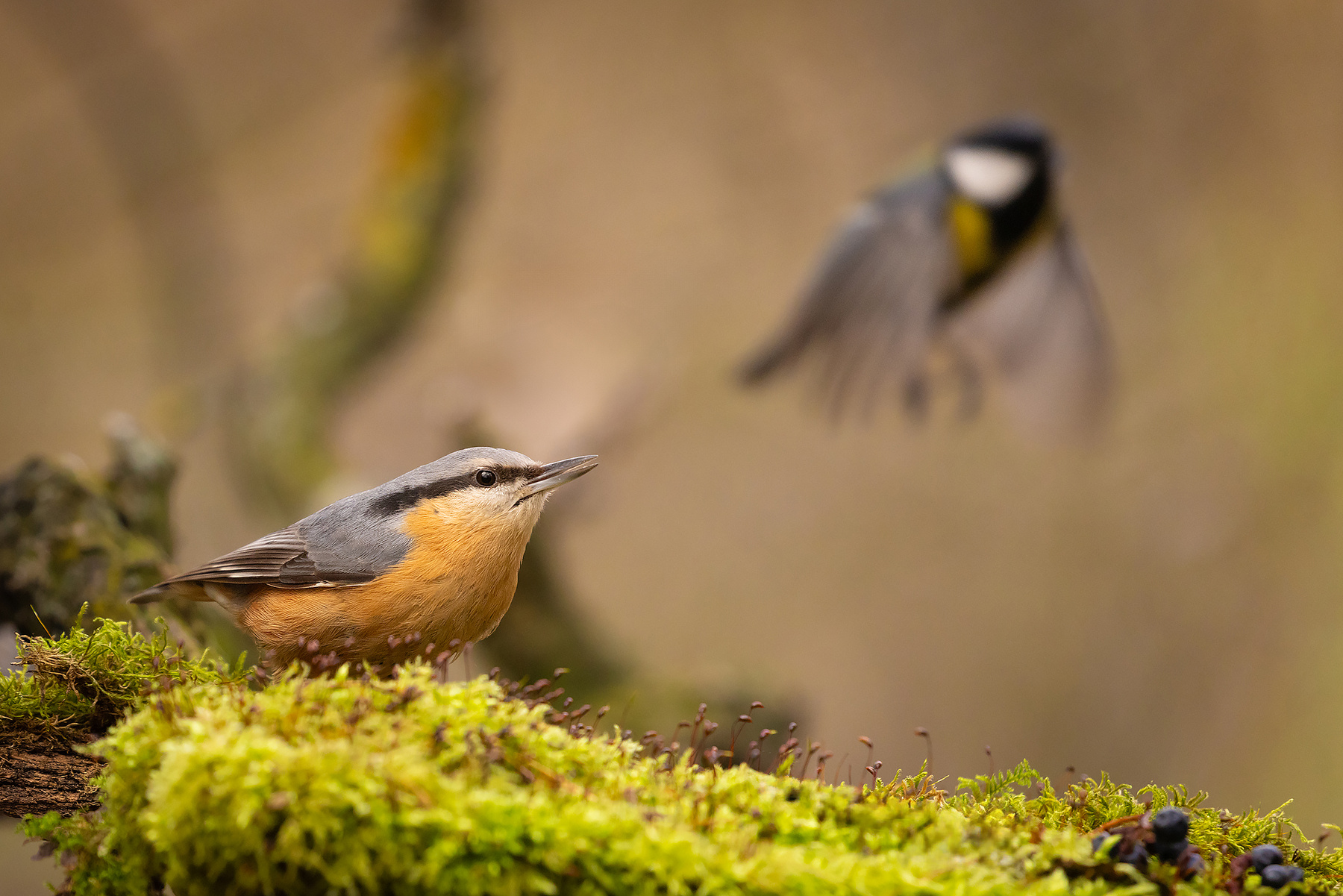 Nuthatch 