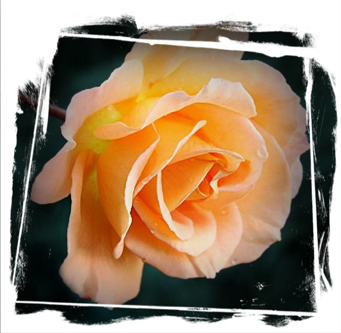 *** rose