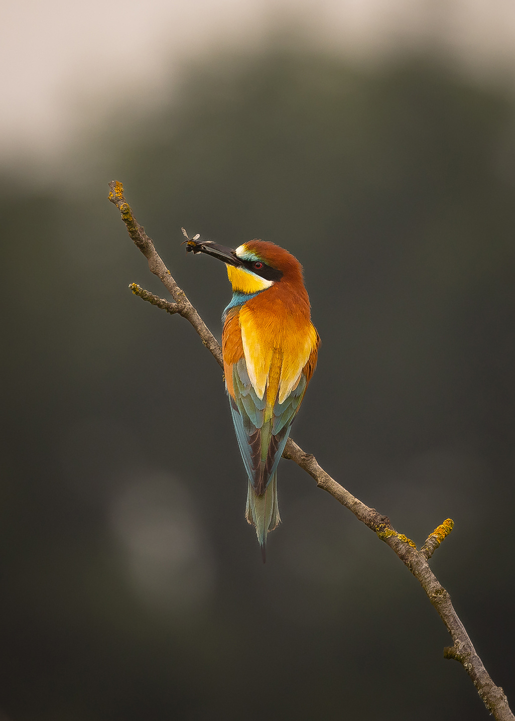 Bee-eater 