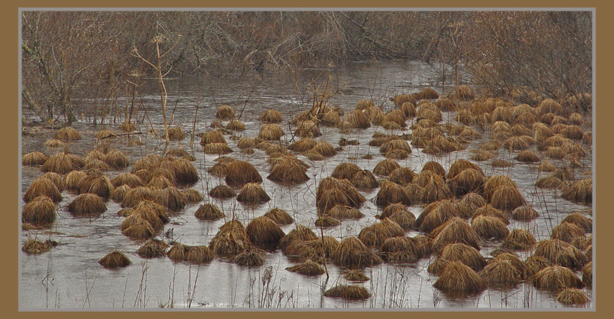 Водополье Вода половодье