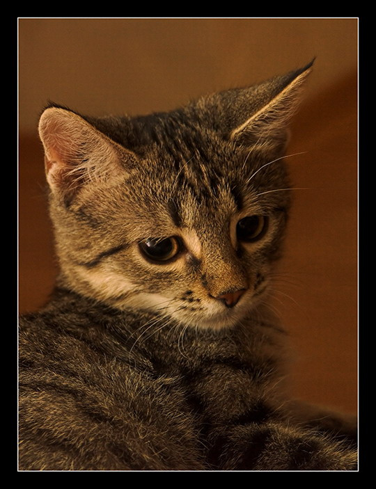 Pets Portraits 