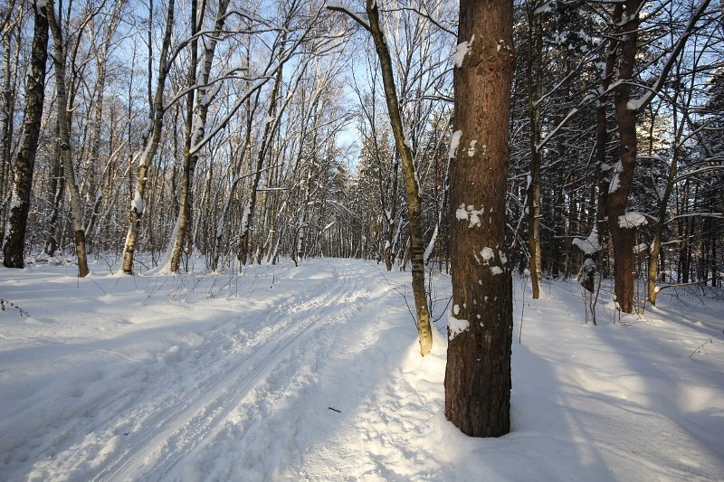 Лыжня зима