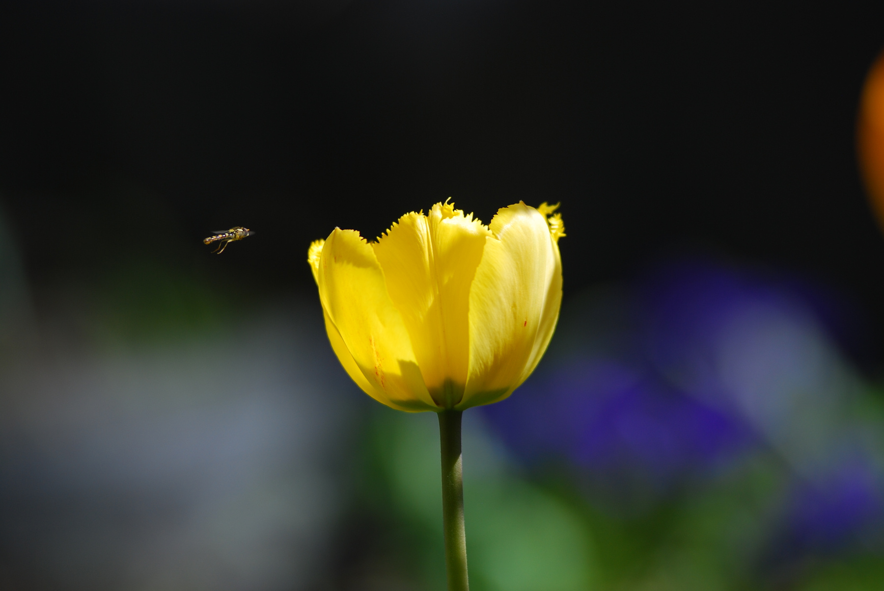 flavo Tulipa 