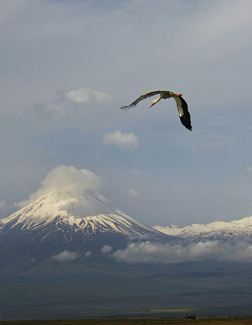 Stork anbove the Ararat 